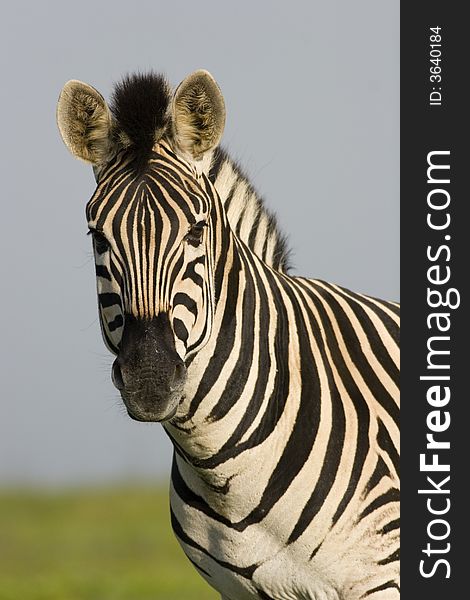 Burchells Zebra posing in ealry morning light.