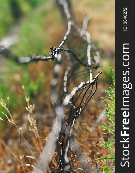 Close-up view of barbed wire in field