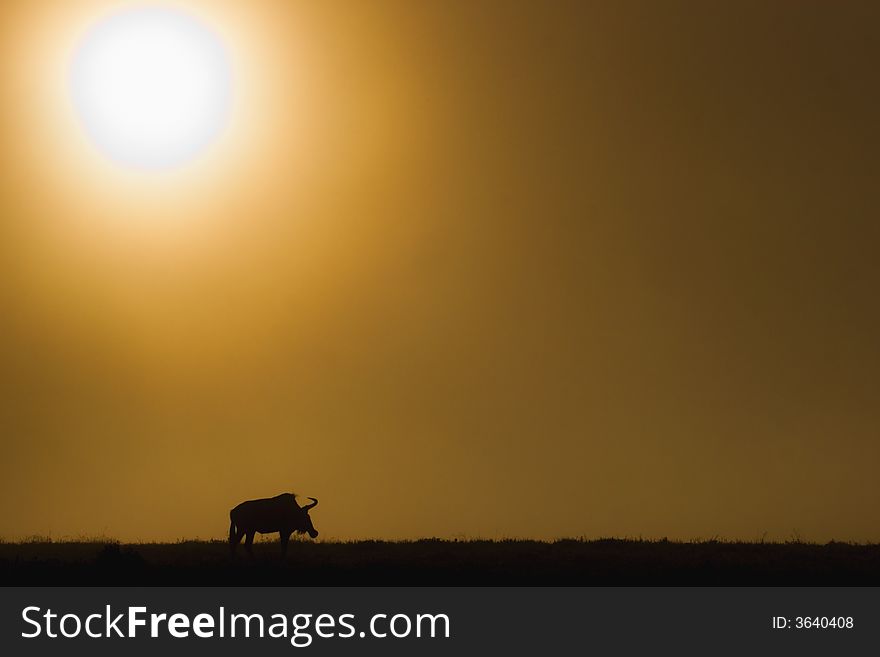 Wildebeest shakes its head in the morning light.