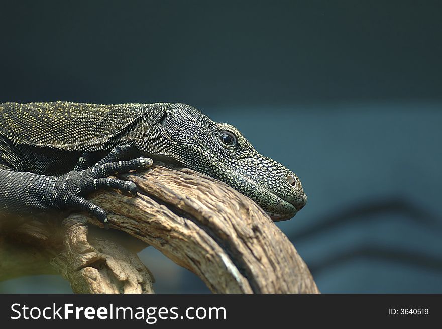 A crocodile monitor lizard rests its head on a tree limb.