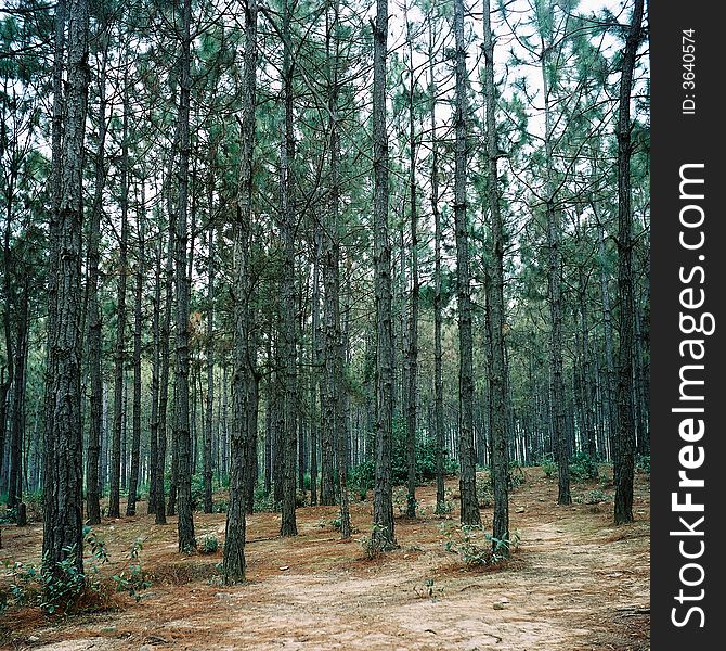 Straight Trees In Forest