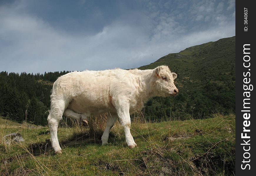 Young calf summering on mountain pastures. Young calf summering on mountain pastures