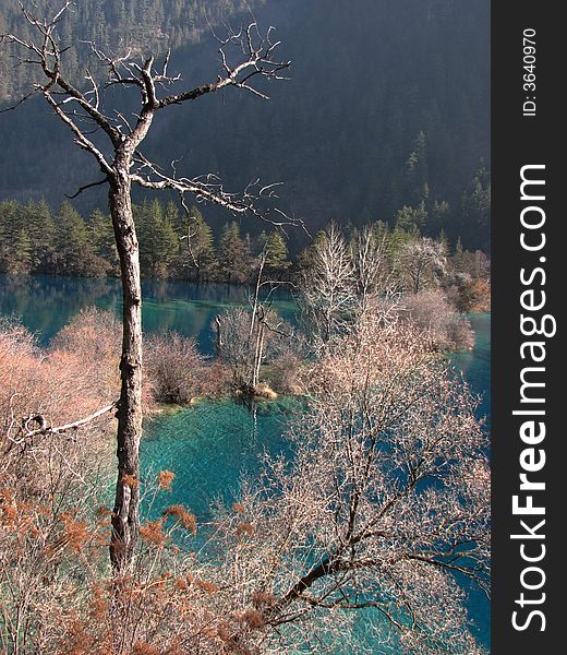 Dead trees and withered plants around a clean blue lake. Dead trees and withered plants around a clean blue lake