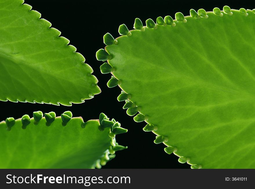 Green leaves with black background. Green leaves with black background