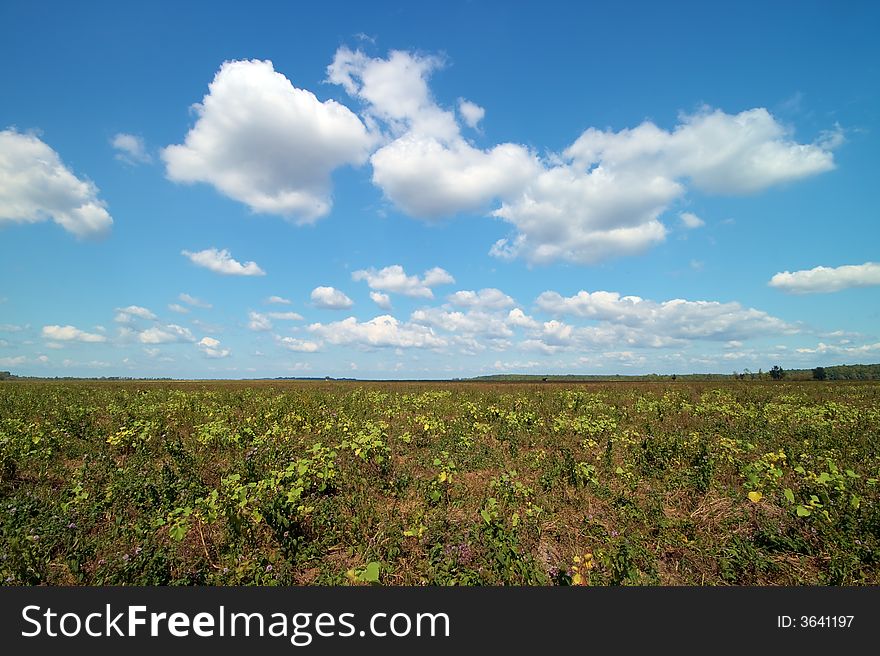 Meadow with blue sky and clouds