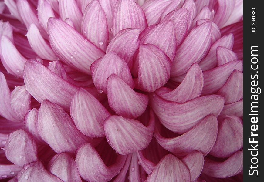 Close up of a set of petals from a pinkish flower. Close up of a set of petals from a pinkish flower.