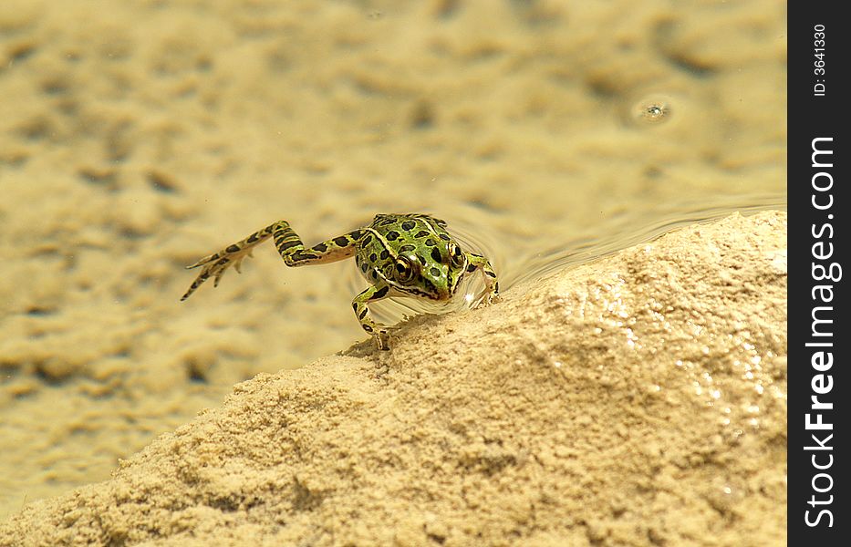 A small leopard frog floating in clear river water.