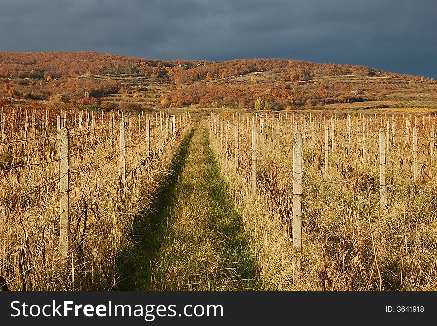 Vineyard after harvest