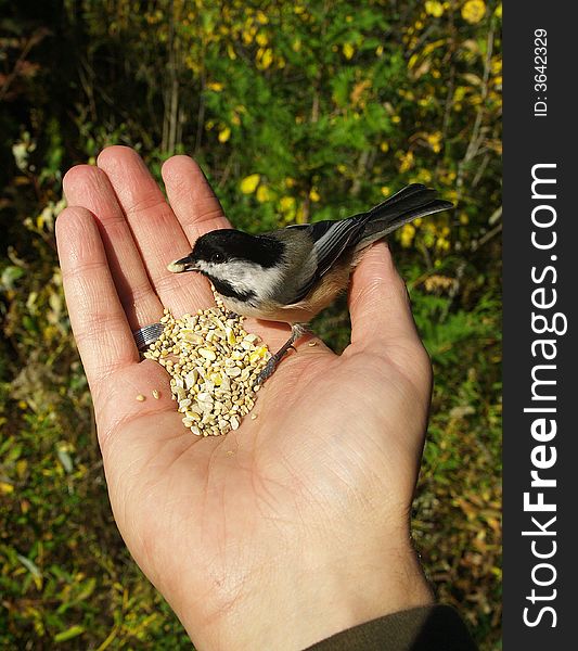 A chickadee taking a seed right out of a man's hand. A chickadee taking a seed right out of a man's hand.