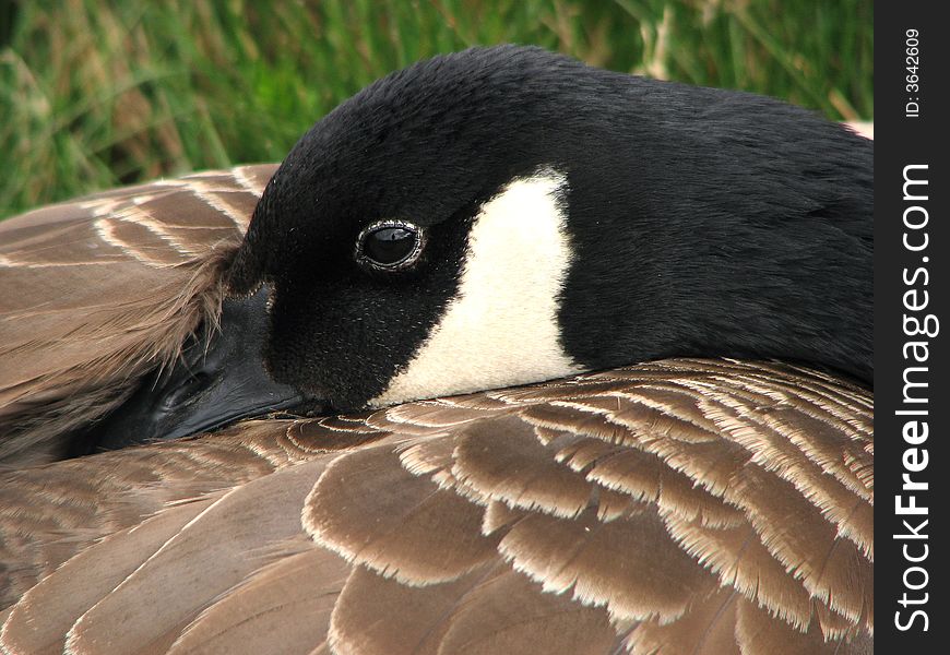 Resting Canada Goose