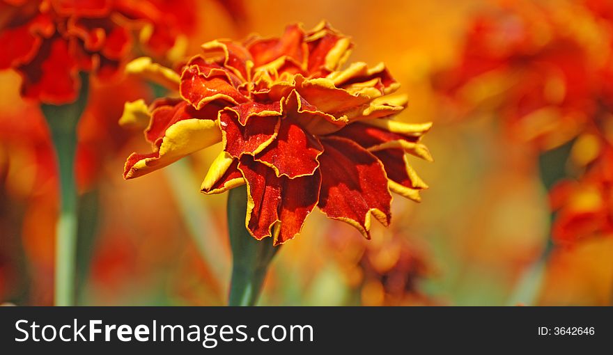 Beautiful french marigolds in the garden