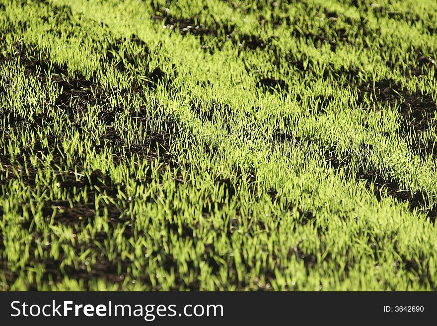 Landscape of young green sprouts