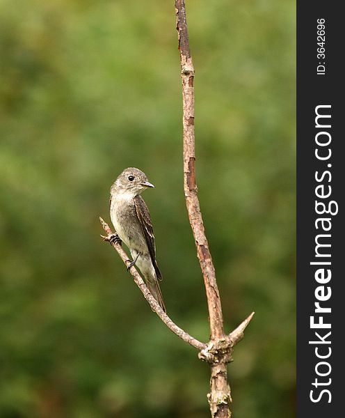 Willow Flycatcher