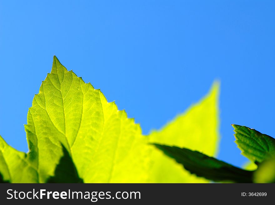 Foliage is green on  background of  dark blue sky
