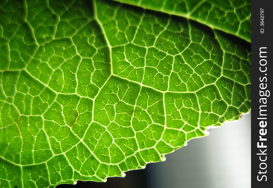 Macro shot of a green leaf with the sunlight coming through, showing off the leaf's elegant and intricate patterned veins. Macro shot of a green leaf with the sunlight coming through, showing off the leaf's elegant and intricate patterned veins.