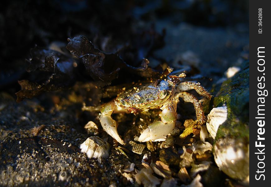 Tiny shore crab peeks out from under a rock during a sunset on a rock beach.