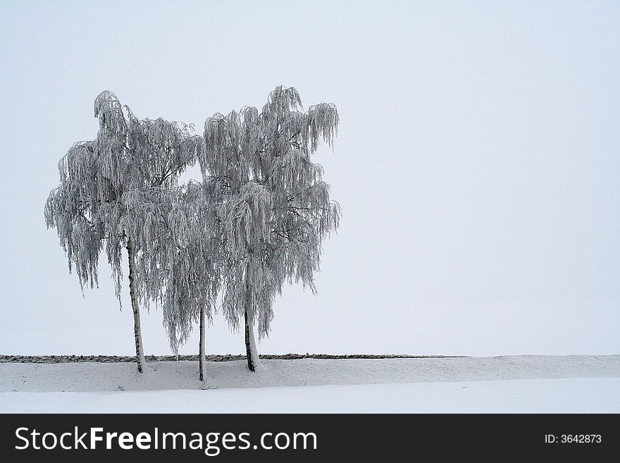 3 frosted trees standing lonely in the cold snow