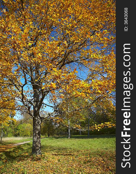 Oak with yellow leaves on a glade in an autumn sunny day. Oak with yellow leaves on a glade in an autumn sunny day