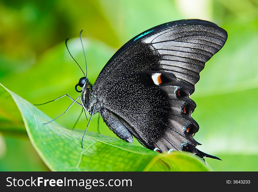 Beautiful butterfly sitting on the green plant