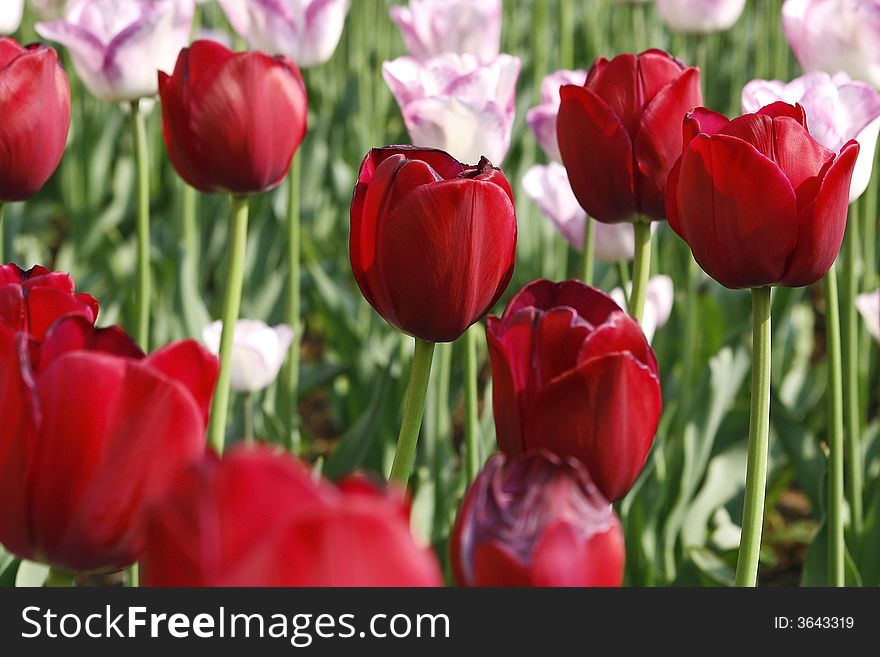 Field of tulips in the garden