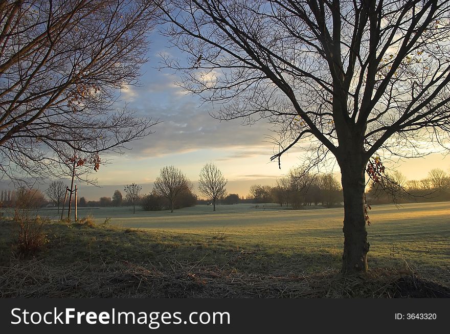 Golf field, tree silhouette