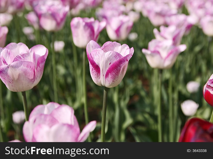 Field of tulips in the garden