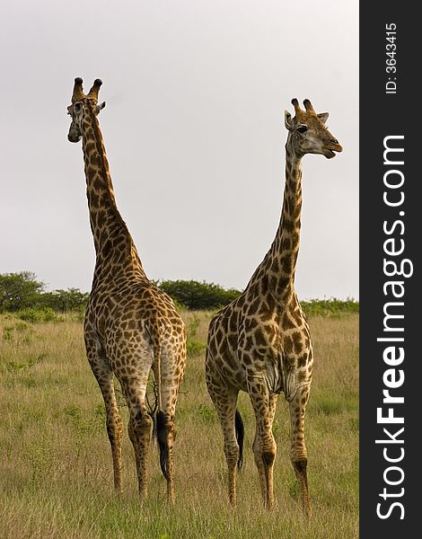 Two giraffes stand back to back