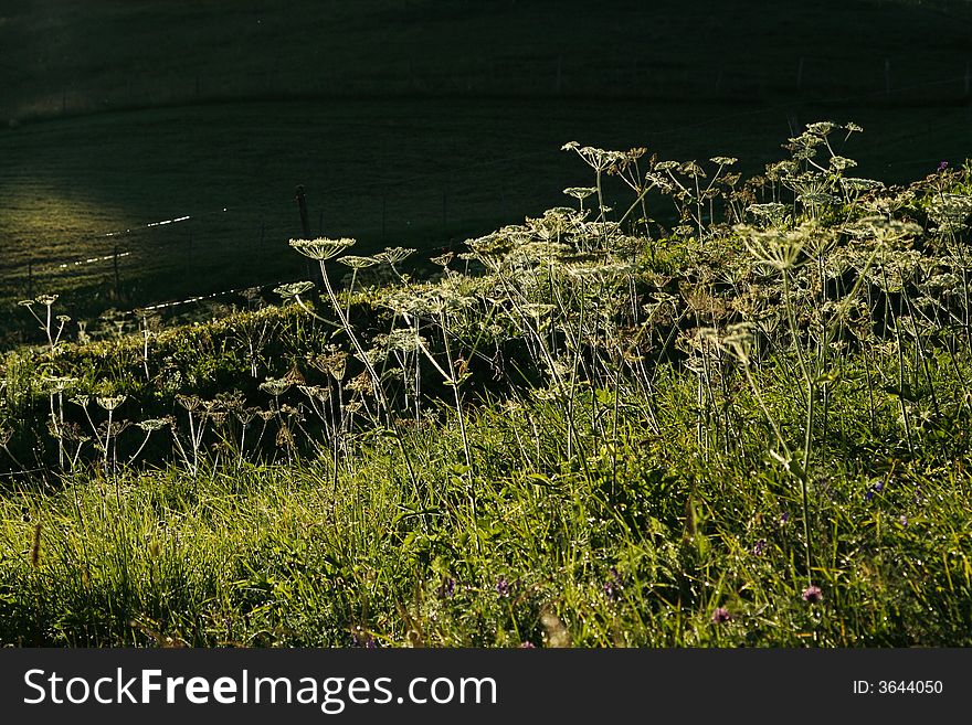 The first rays of sun illuminate an alpine pasture - wildflowers in the foreground, background still-dark slope. The first rays of sun illuminate an alpine pasture - wildflowers in the foreground, background still-dark slope.