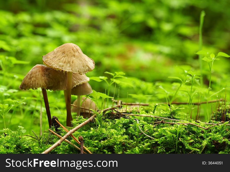 Small mushrooms in moss carpet, macro. Small mushrooms in moss carpet, macro