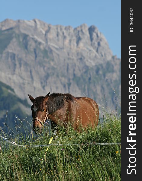 A chestnut horse approaches on a lush green alpine pasture, against a craggy granite peak in the background. A chestnut horse approaches on a lush green alpine pasture, against a craggy granite peak in the background.