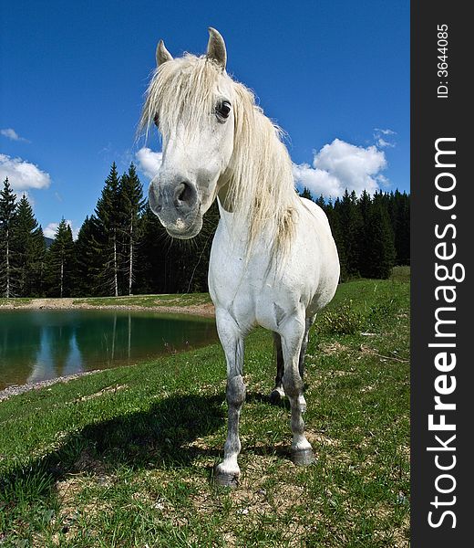 A curious white pony approaches with raised head and flared nostrils, in an alpine pasture, beside a lake. A curious white pony approaches with raised head and flared nostrils, in an alpine pasture, beside a lake.