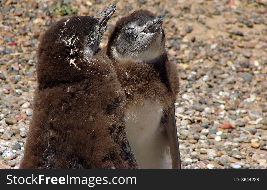 Couple of young  magallanes penguins sunbathing in Punta Tombo, Argentina.