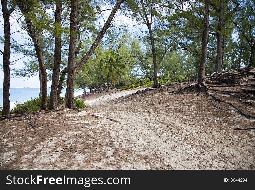 Tree lined path the a Bahamas Beach. Tree lined path the a Bahamas Beach.