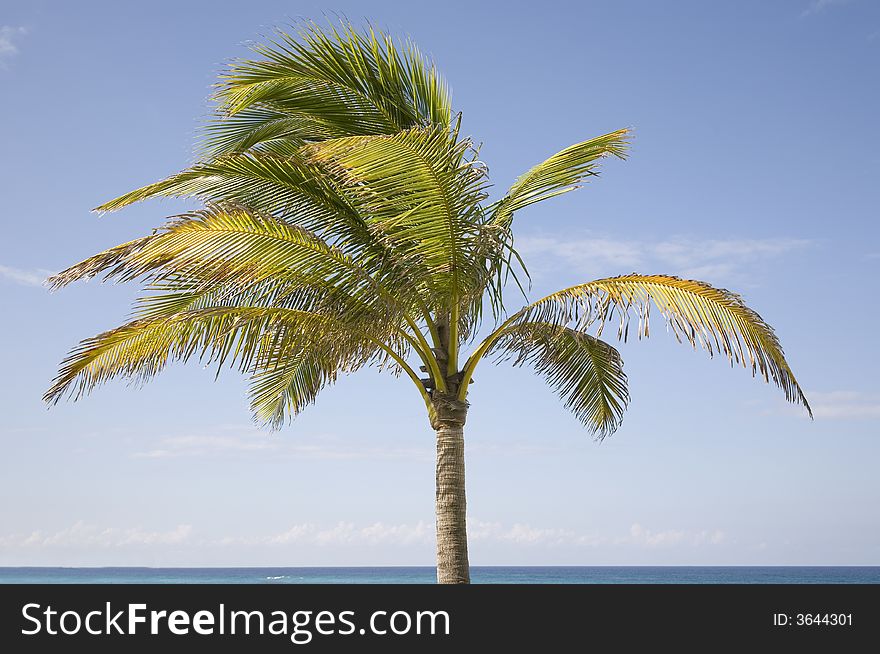 Isolated palm tree against a blue sky.