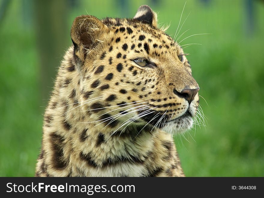 Portrait of an  Amur Leopard.