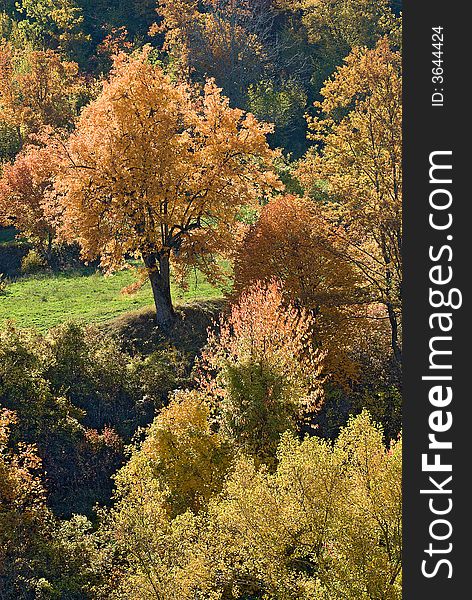 A colorful landscape in autumn with many colored trees illuminated in back-light. A colorful landscape in autumn with many colored trees illuminated in back-light