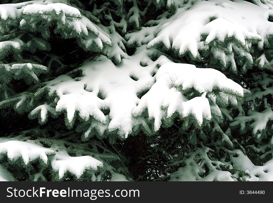 Snowbound branch of pine tree