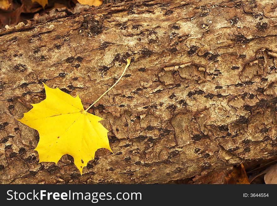 A single yellow maple leaf lying on a dead tree trunk with detailed texture. A single yellow maple leaf lying on a dead tree trunk with detailed texture.