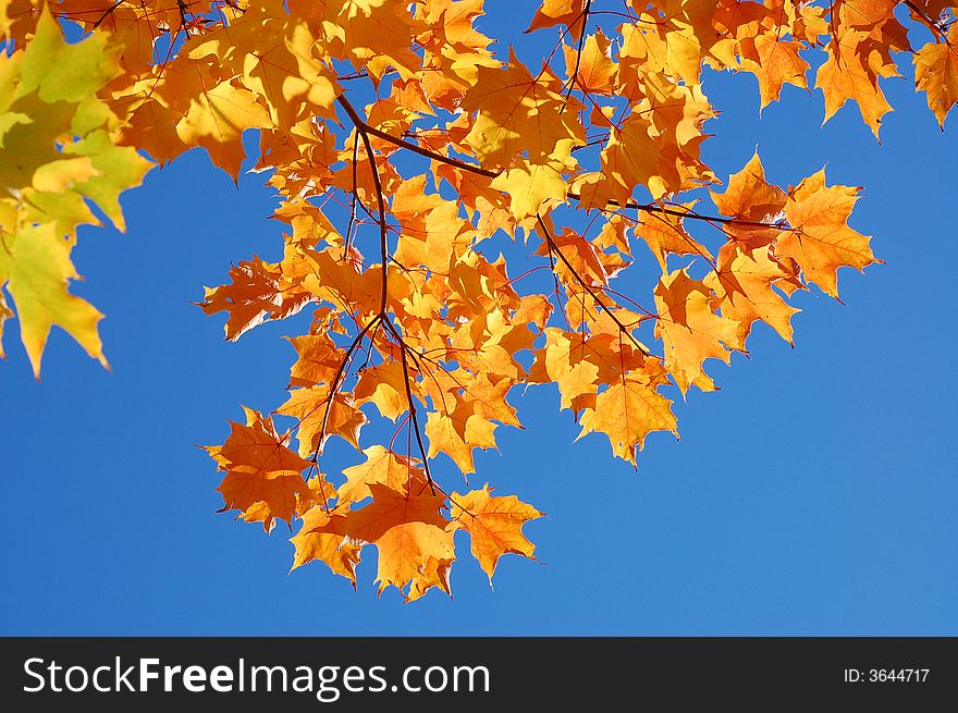 Maple leaves in beautiful fall colors. Maple leaves in beautiful fall colors