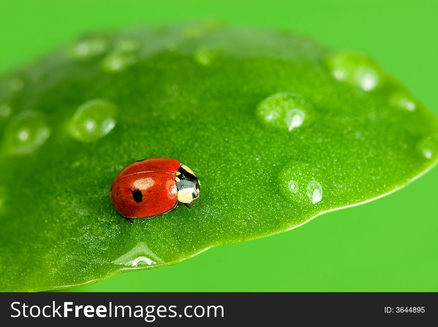 Close-up of ladybird on wet leaf