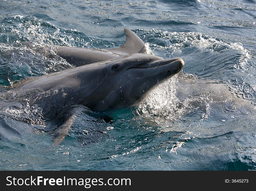 Adorable Dolfins playing in the ocean
