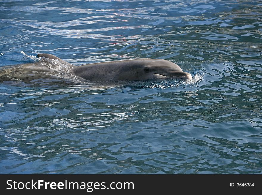 Dolfins Playing In The Ocean