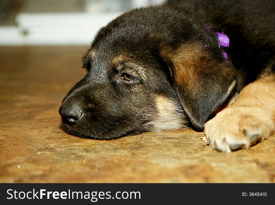 Cute German shepherd puppies with shallow depth of field. Cute German shepherd puppies with shallow depth of field