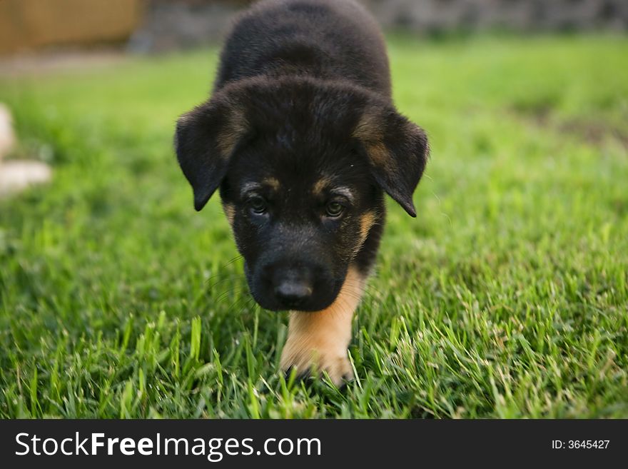 Cute German shepherd puppy in grass field.
