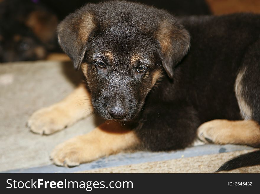 Cute German shepherd puppies with shallow depth of field. Cute German shepherd puppies with shallow depth of field
