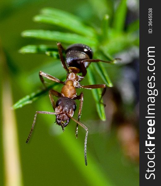 ant droops with branches of the plant and looks