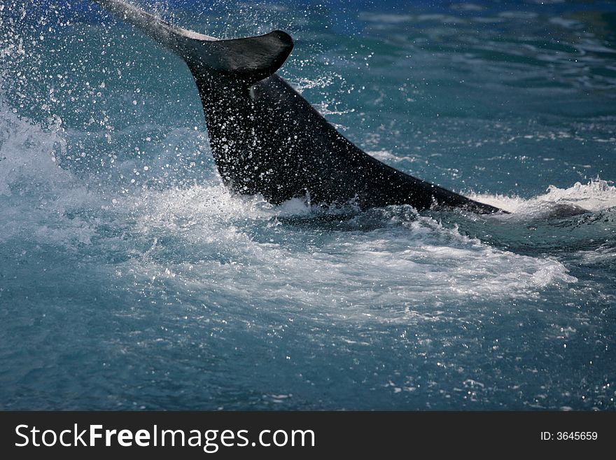 Killer Whale Having Fun In The Ocean