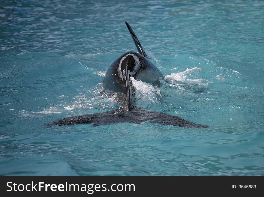 Killer Whale swimming in the ocean. Killer Whale swimming in the ocean