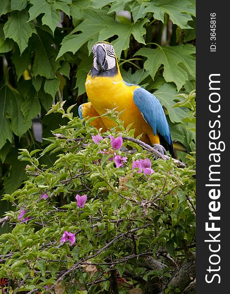 Exotic Parrot - Macaw