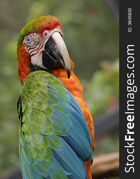 Exotic Parrot - Macaw